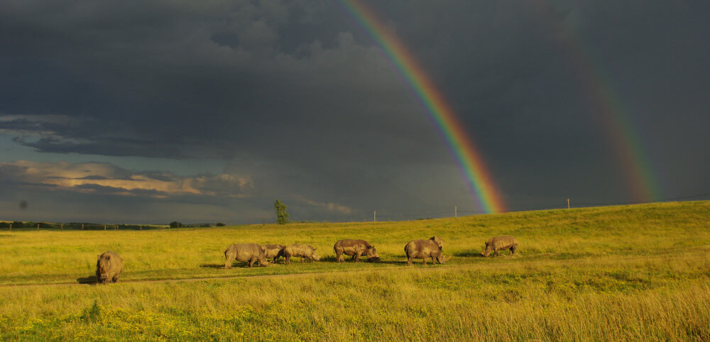 wilds-rainbow